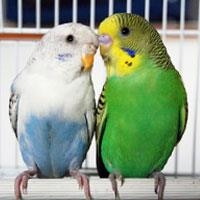 Falchi/pappagalli